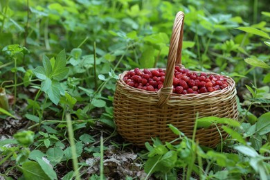 Photo of Basket with delicious wild strawberries on green grass outdoors. Space for text