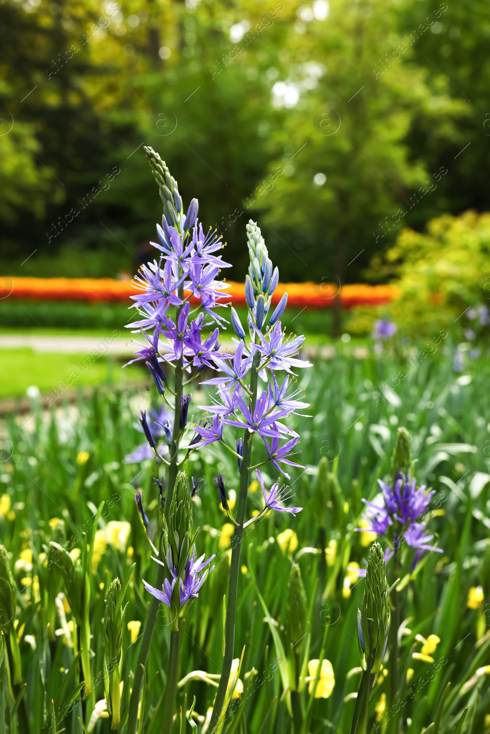 Photo of Beautiful Camassia and yellow flowers growing in park, closeup. Spring season