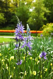 Photo of Beautiful Camassia and yellow flowers growing in park, closeup. Spring season