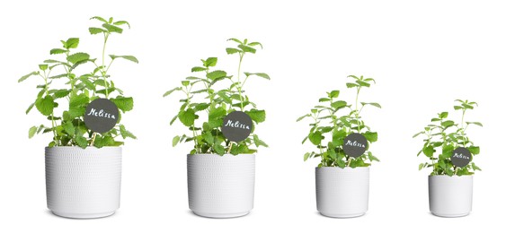 Image of Melissa growing in pots isolated on white, different sizes