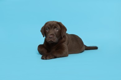 Photo of Cute chocolate Labrador Retriever puppy on light blue background