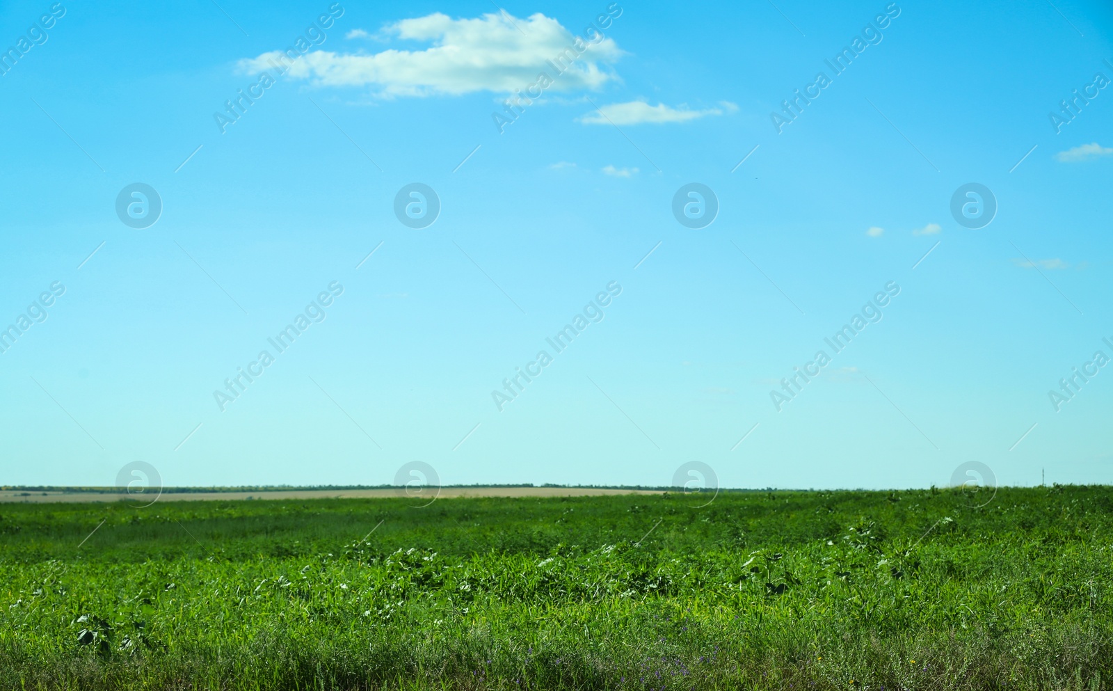 Photo of Beautiful landscape with green grass on sunny day