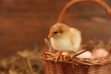 Photo of Cute chick and wicker basket on blurred background, space for text. Baby animal