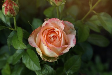 Photo of Beautiful blooming coral rose on bush outdoors, closeup