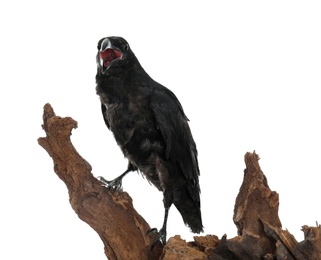 Photo of Beautiful common raven perched on wood against white background