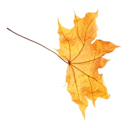 Photo of Beautiful autumn leaf on white background. Fall foliage