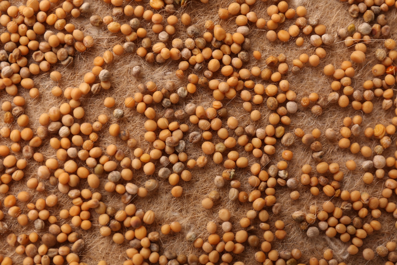 Photo of Growing microgreens. Many white mustard seeds on mat, flat lay