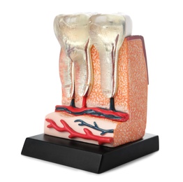 Educational model of jaw section with teeth on color background