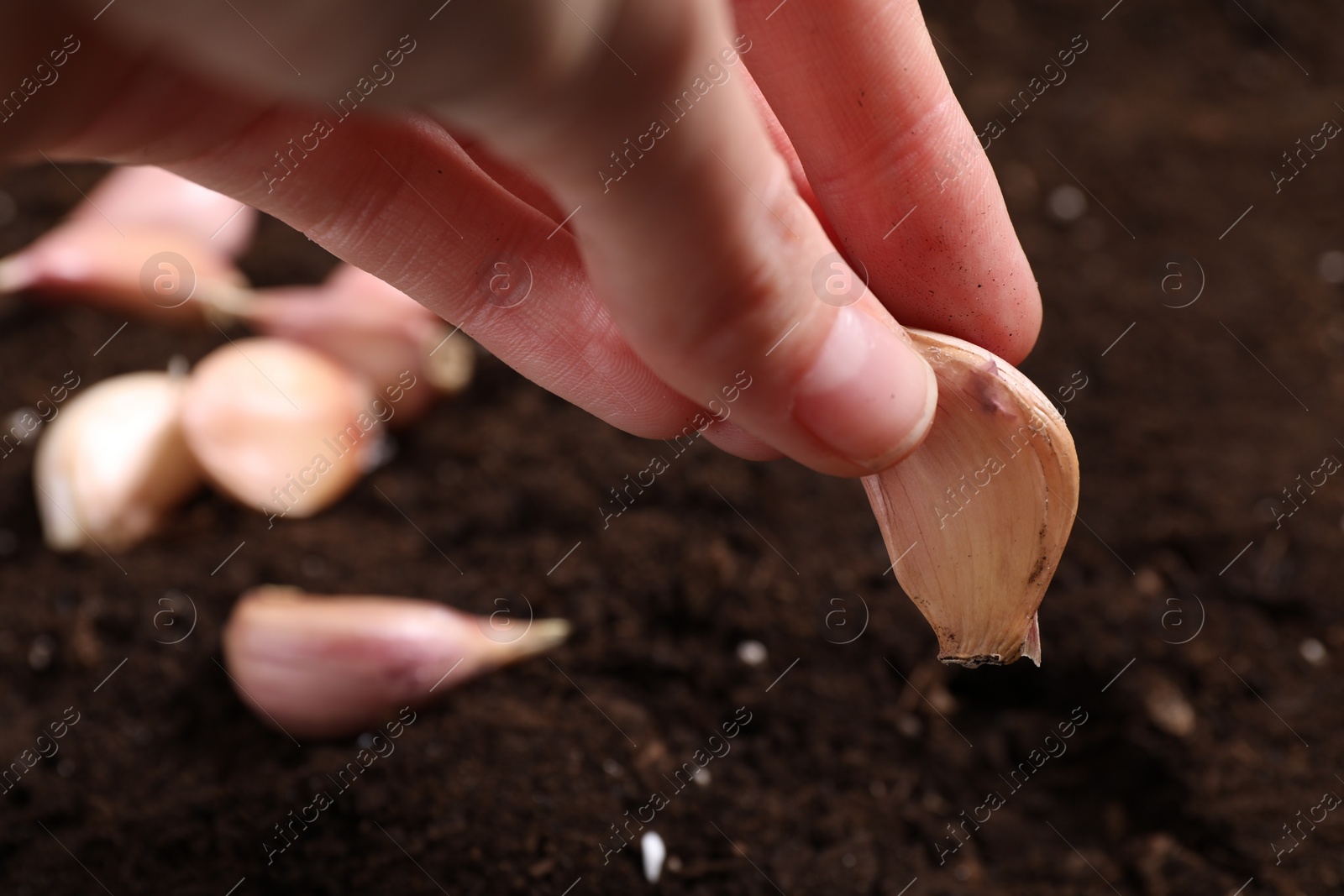 Photo of Woman planting garlic cloves into fertile soil, closeup