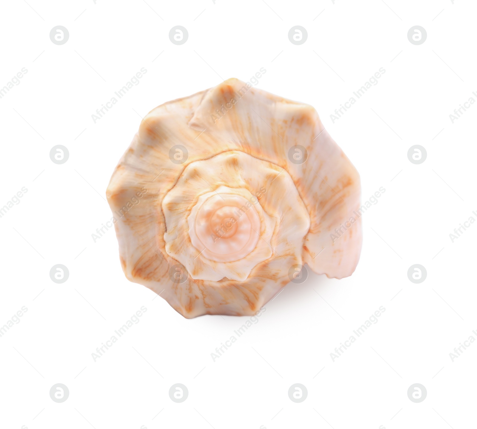 Photo of Beautiful seashell isolated on white. Beach object