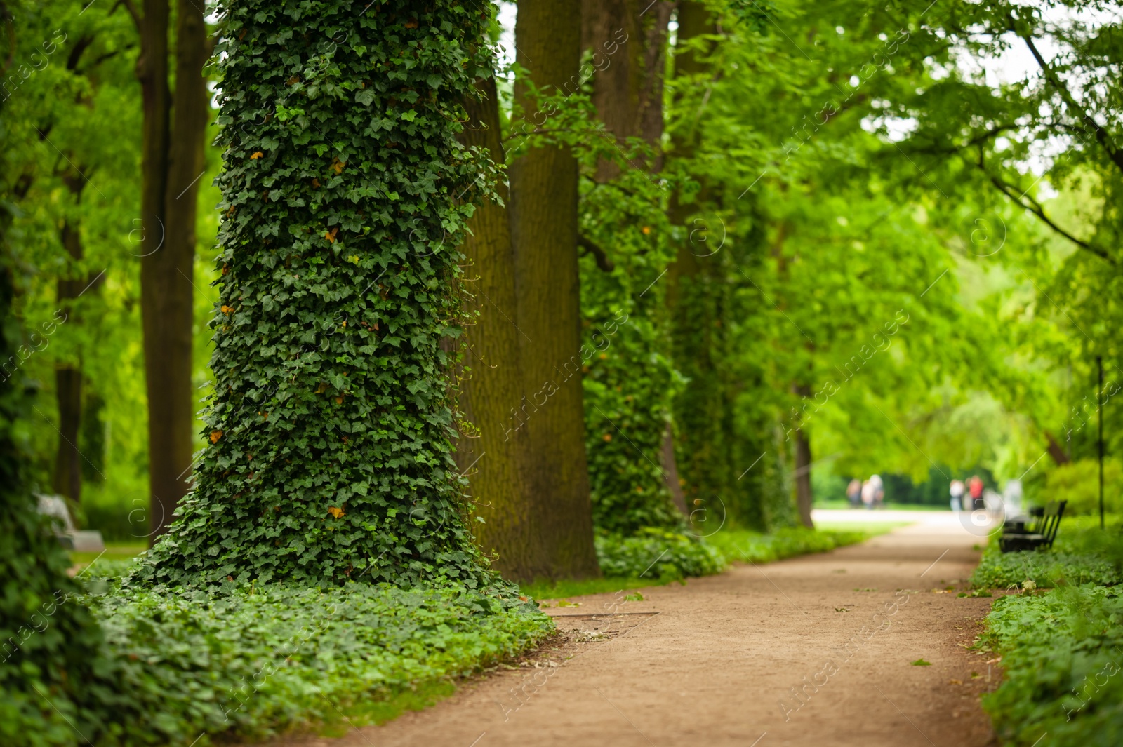 Photo of Beautiful view of green park with ivy plant and pathway. Space for text