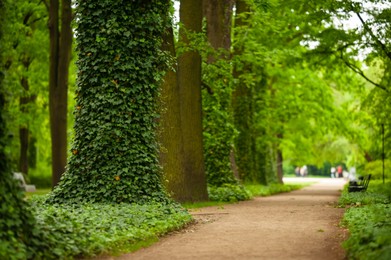 Beautiful view of green park with ivy plant and pathway. Space for text