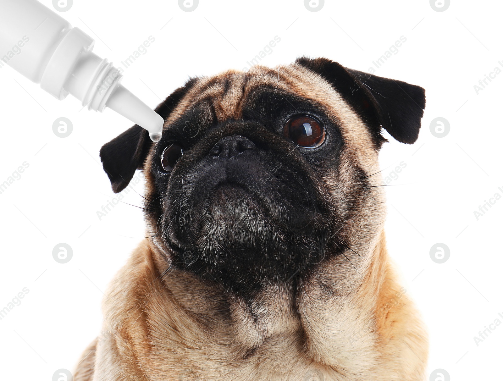 Image of Giving medical drops to cute dog on white background