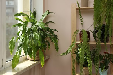 Beautiful houseplants in pots near window indoors. House decor