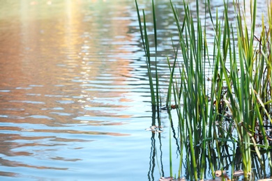 Autumn leaves floating near sedge grass growing in pond. Space for text