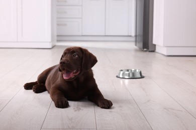 Cute chocolate Labrador Retriever puppy near feeding bowl on floor indoors. Lovely pet