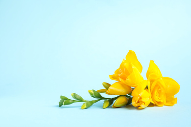 Photo of Beautiful blooming yellow freesias on light blue background. Space for text