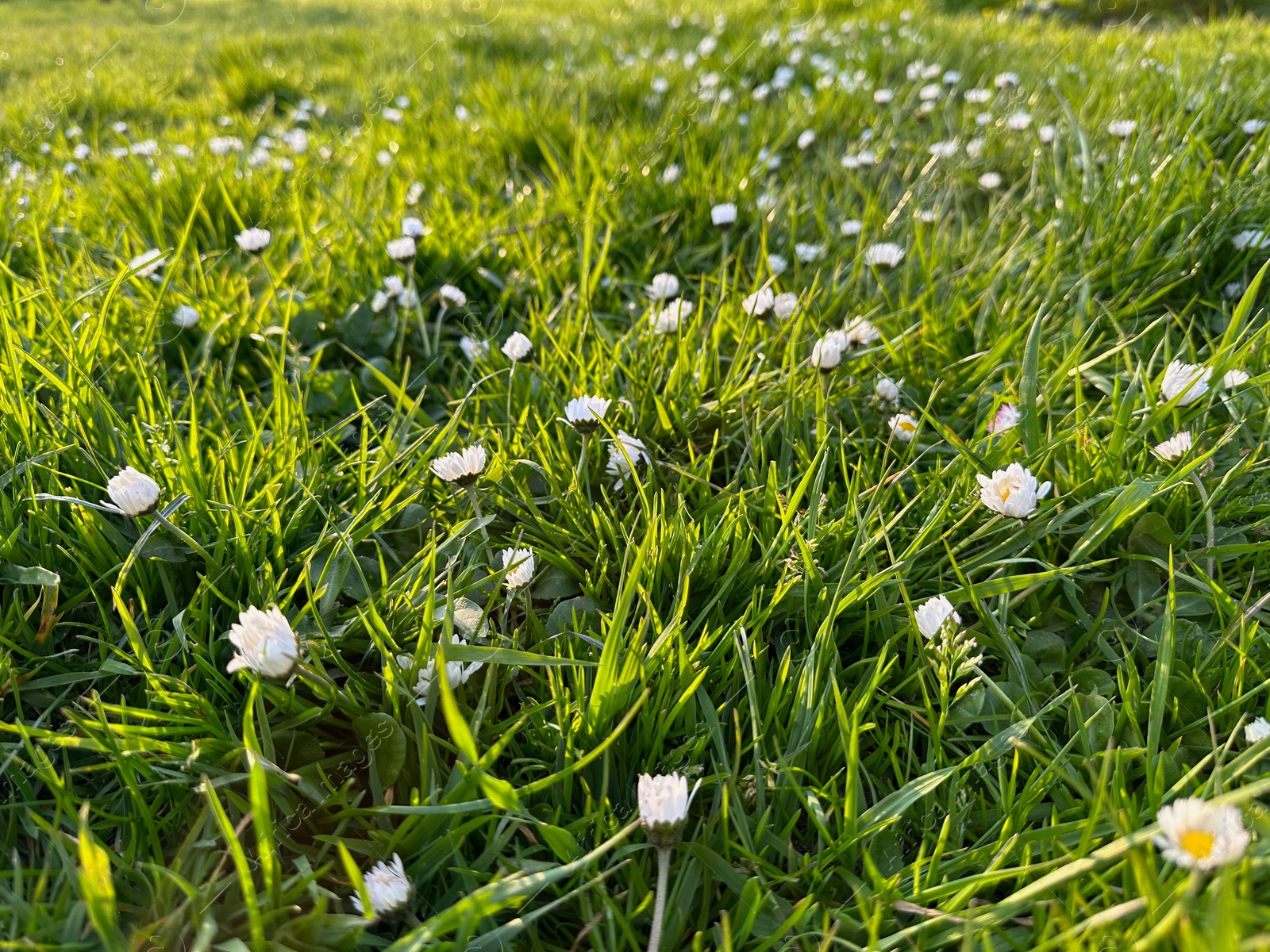 Photo of Beautiful white daisy flowers and green grass growing outdoors