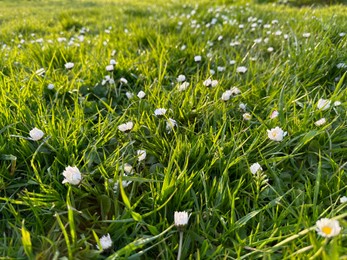 Beautiful white daisy flowers and green grass growing outdoors