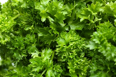 Photo of Fresh green curly parsley as background, closeup