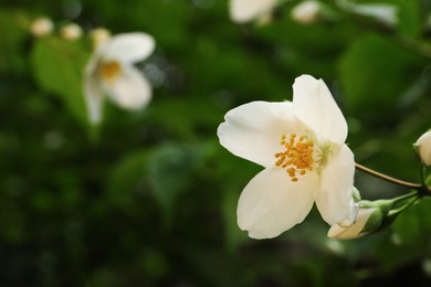 Photo of Closeup view of beautiful jasmine flower outdoors. Space for text