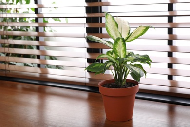 Photo of Green potted plant on window sill at home. Space for text