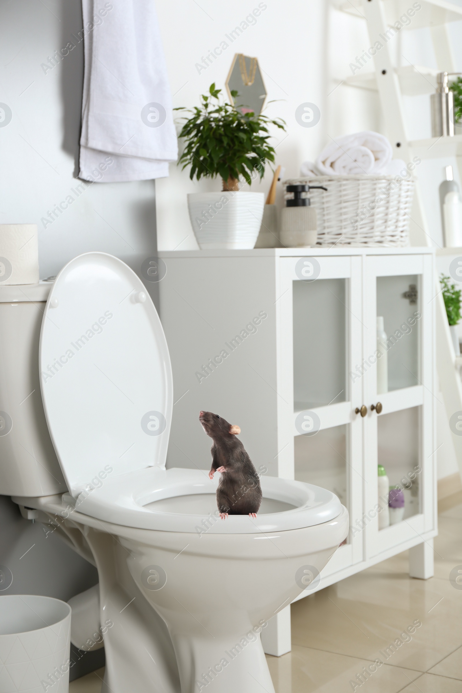 Image of Rat on toilet bowl in light bathroom