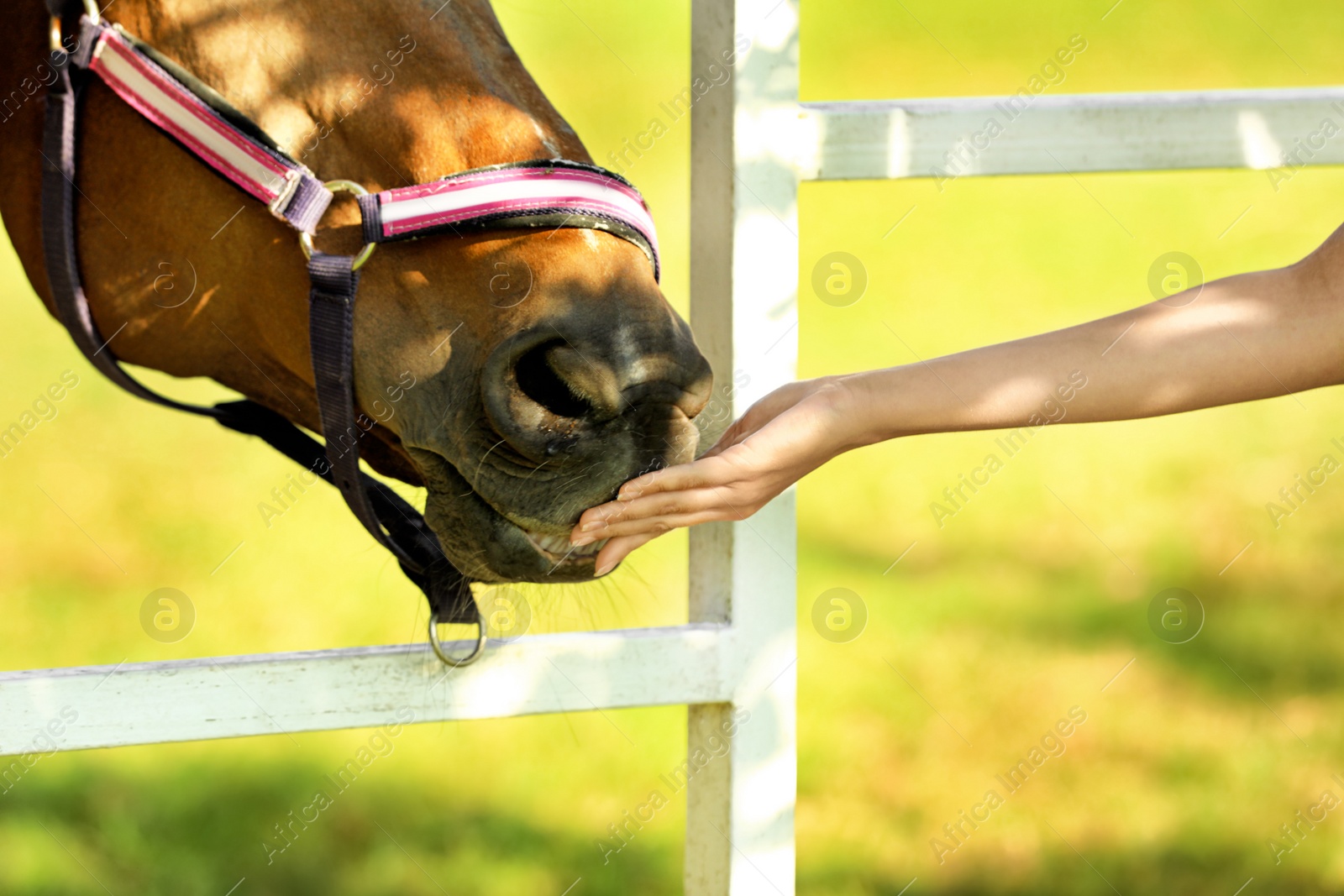 Photo of Chestnut horse in bridle and young woman outdoors, closeup