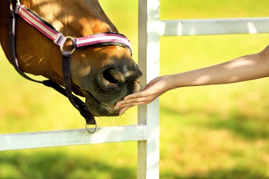 Photo of Chestnut horse in bridle and young woman outdoors, closeup