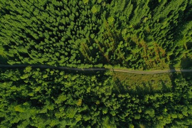 Aerial view of dirt road among green trees. Drone photography