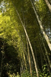 Beautiful green bamboo plants growing in forest