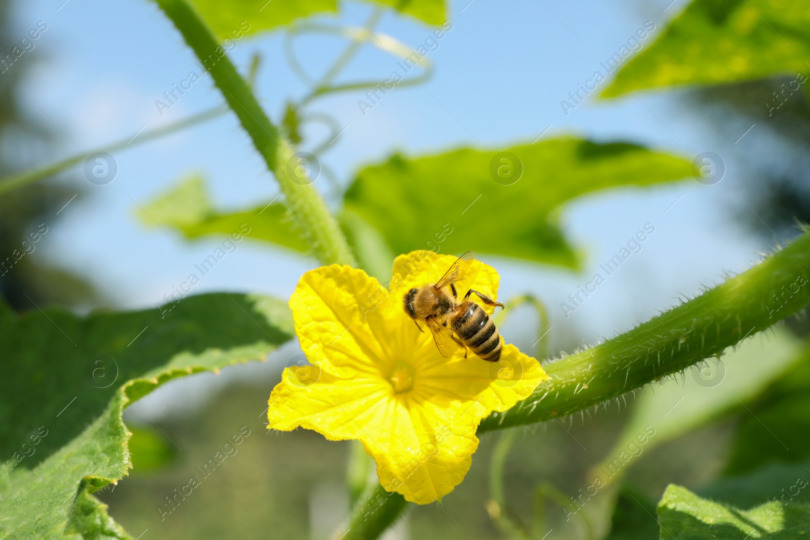 Photo of Honeybee collecting nectar from yellow flower outdoors, closeup