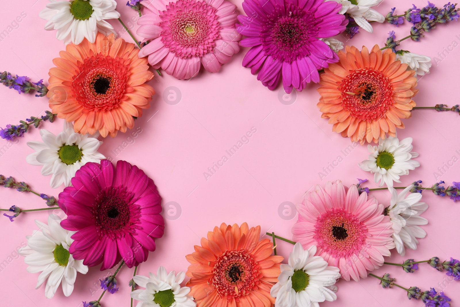 Photo of Frame of different beautiful flowers on pale pink background, flat lay. Space for text