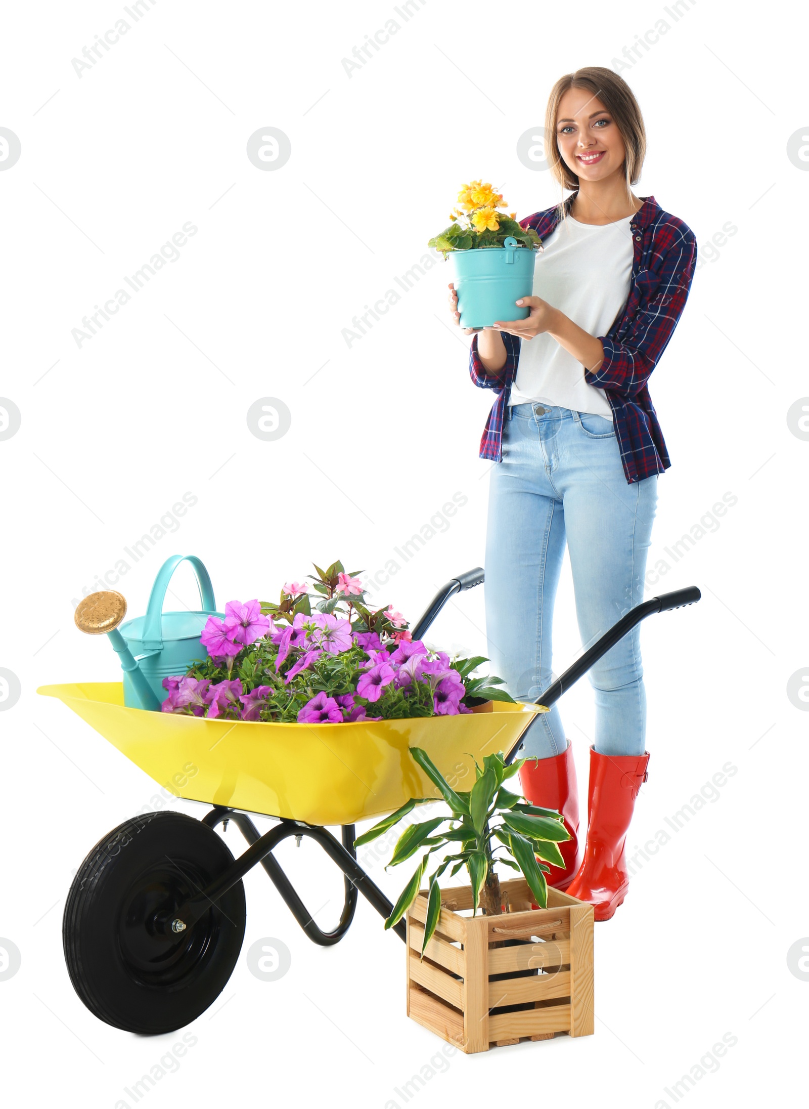 Photo of Female gardener with wheelbarrow and plants on white background