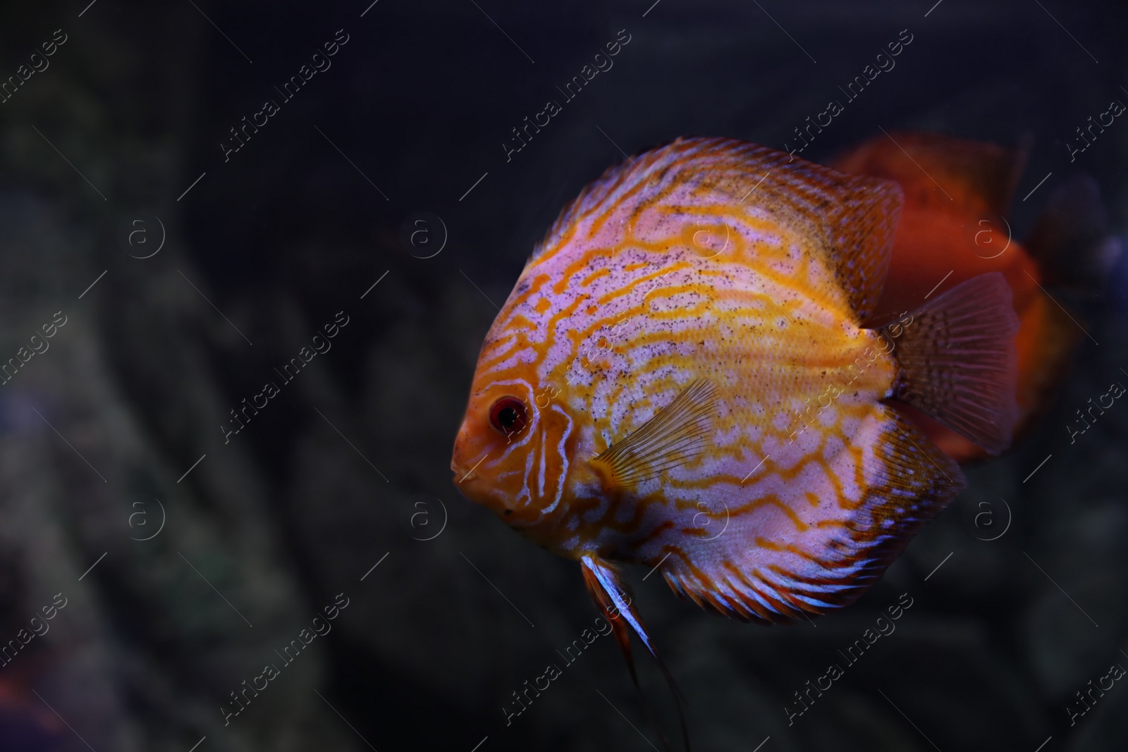 Photo of Beautiful discus fish in clear aquarium water