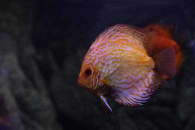 Photo of Beautiful discus fish in clear aquarium water