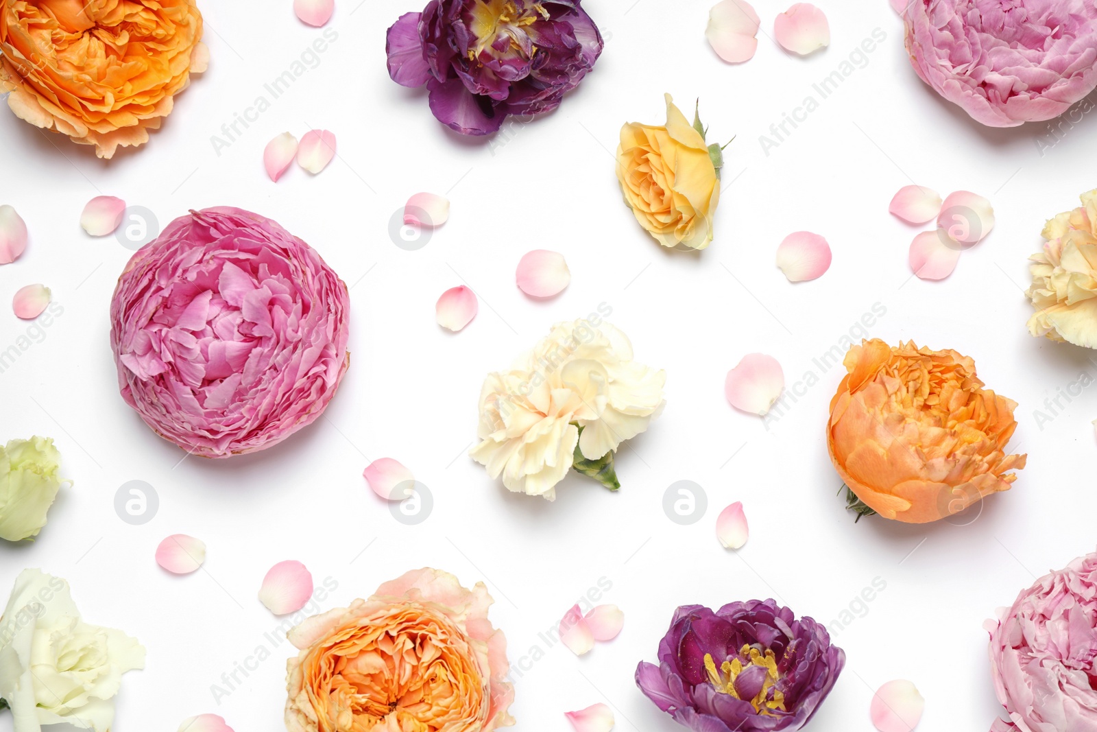 Photo of Beautiful floral composition with flowers on white background, flat lay