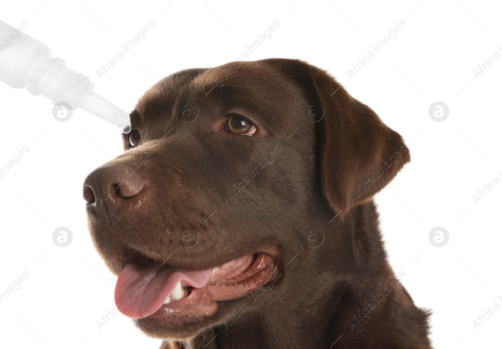 Image of Giving medical drops to cute dog on white background