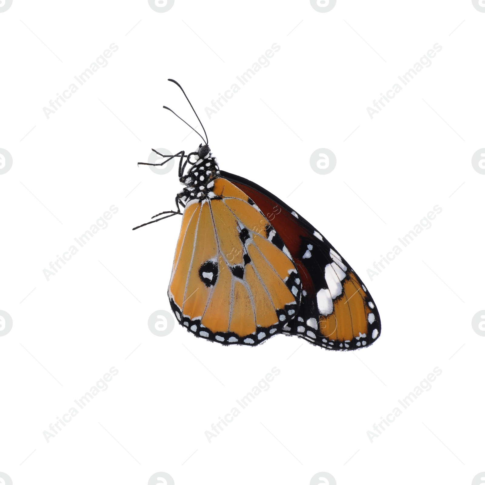 Photo of Beautiful painted lady butterfly isolated on white