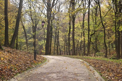 Beautiful trees, pathway and fallen leaves in park. Autumn season