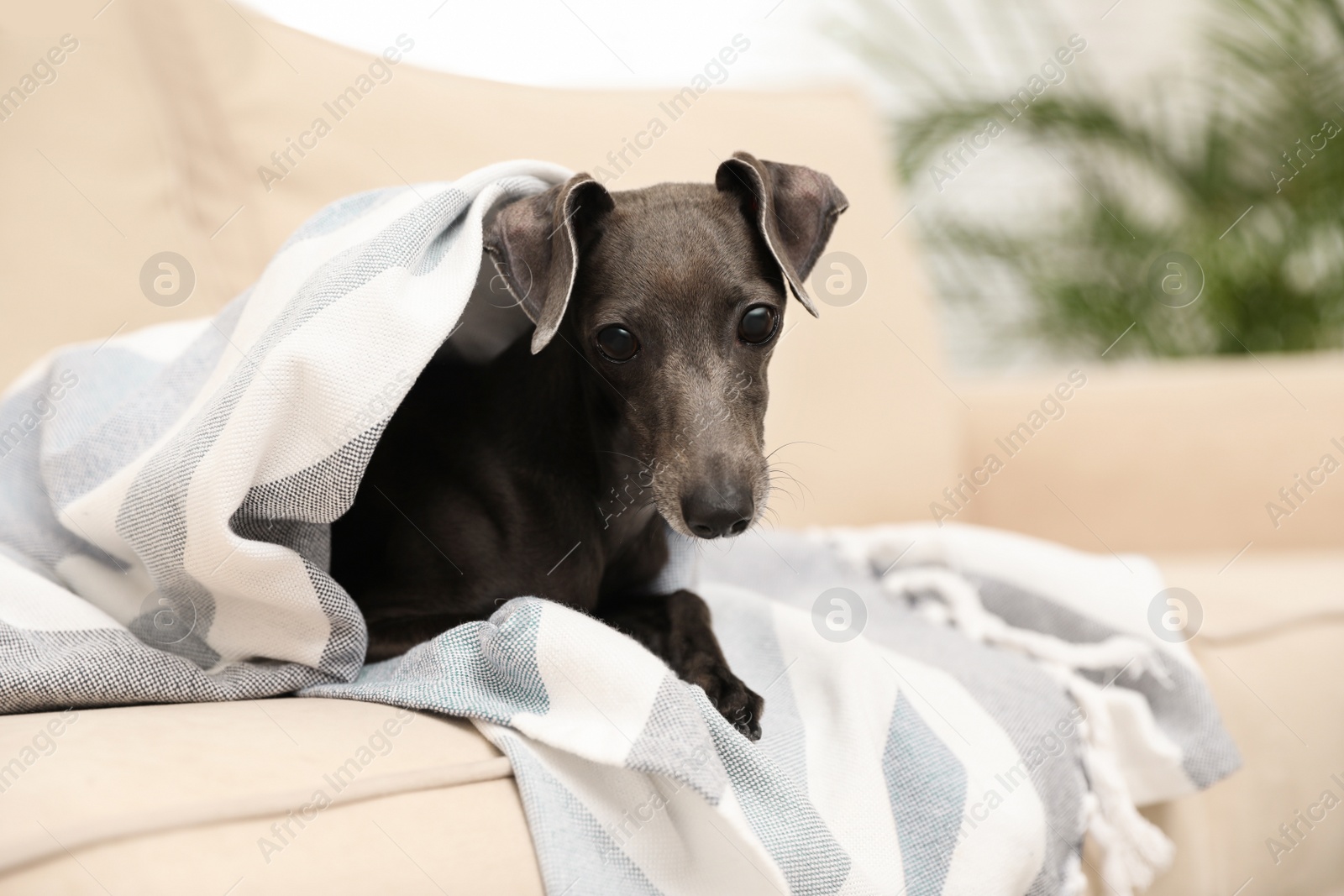 Photo of Italian Greyhound dog covered with plaid on sofa at home