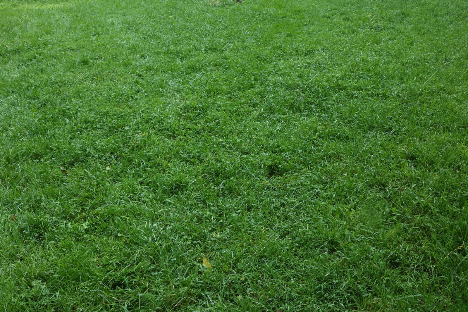 Photo of Fresh green grass growing outdoors in summer