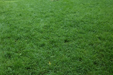 Photo of Fresh green grass growing outdoors in summer