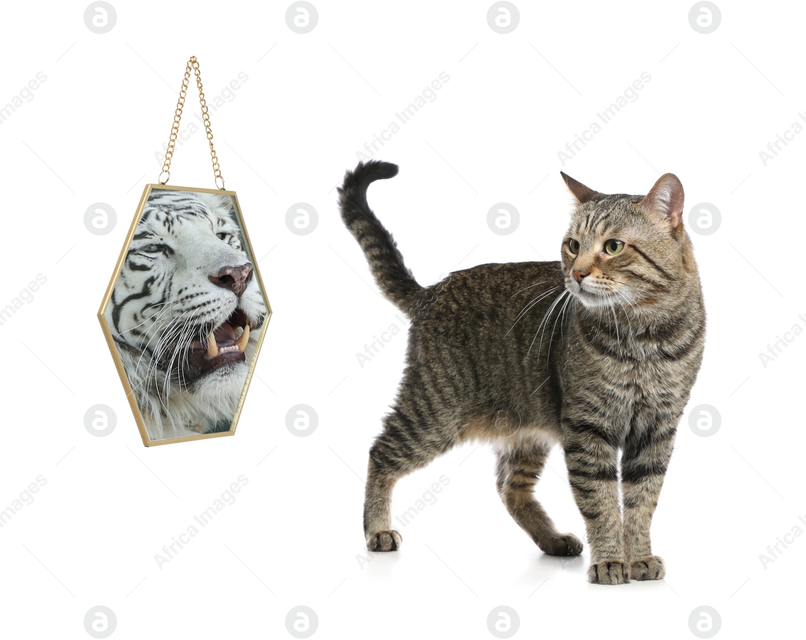 Image of Cat and mirror with reflection of bengal tiger on white background