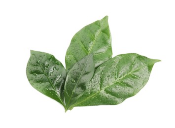 Wet leaves of coffee plant on white background, top view