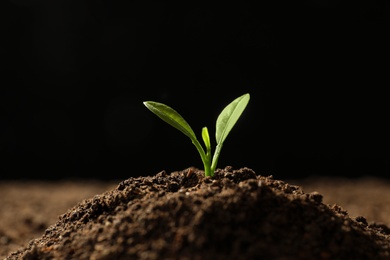 Young plant in fertile soil on black background, space for text. Gardening time