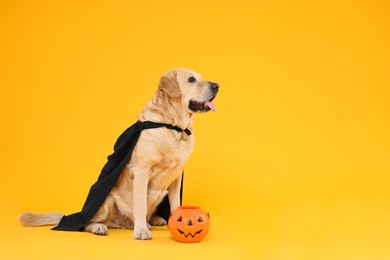 Cute Labrador Retriever dog in black cloak with Halloween bucket on orange background. Space for text