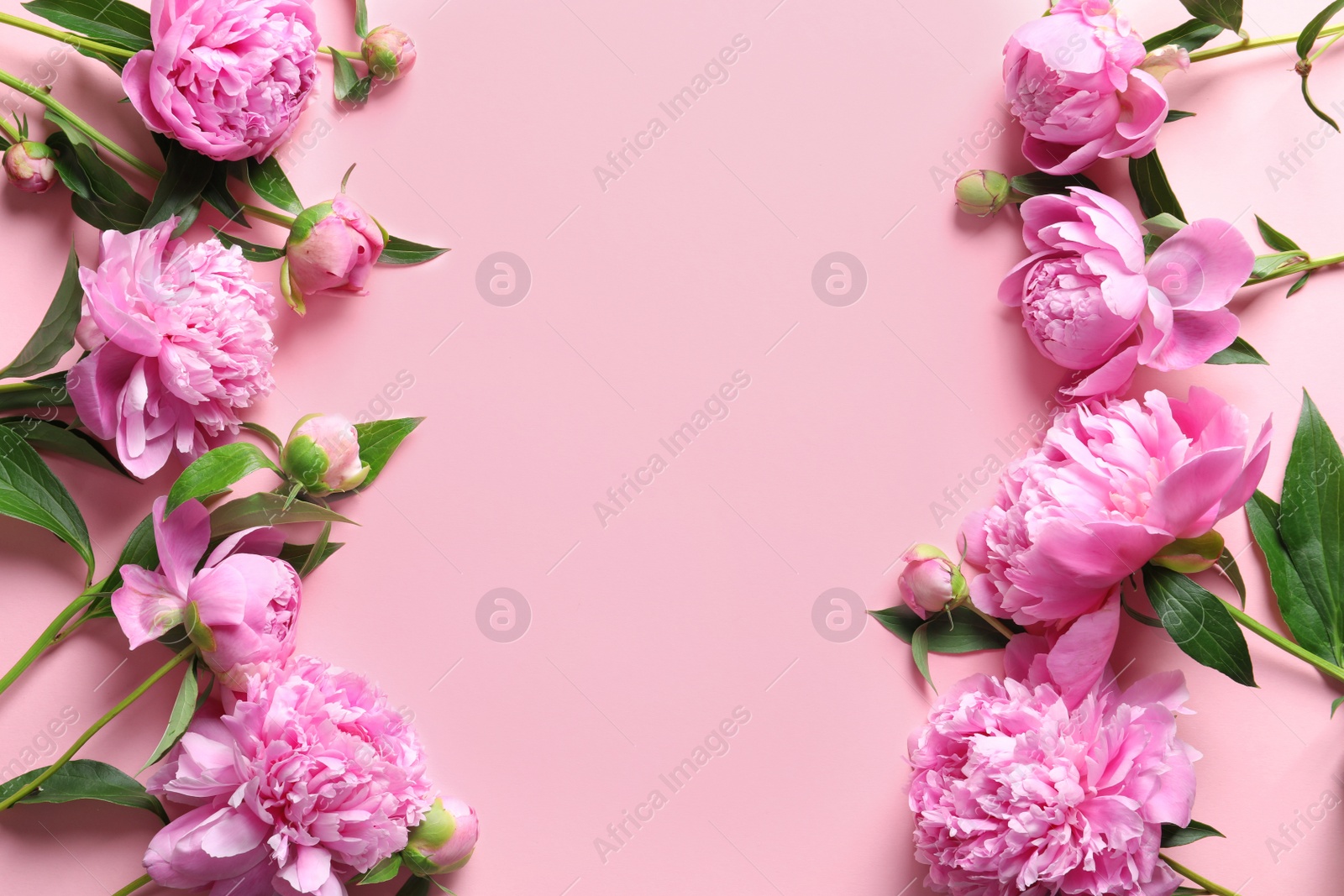 Photo of Beautiful fragrant peony flowers on color background