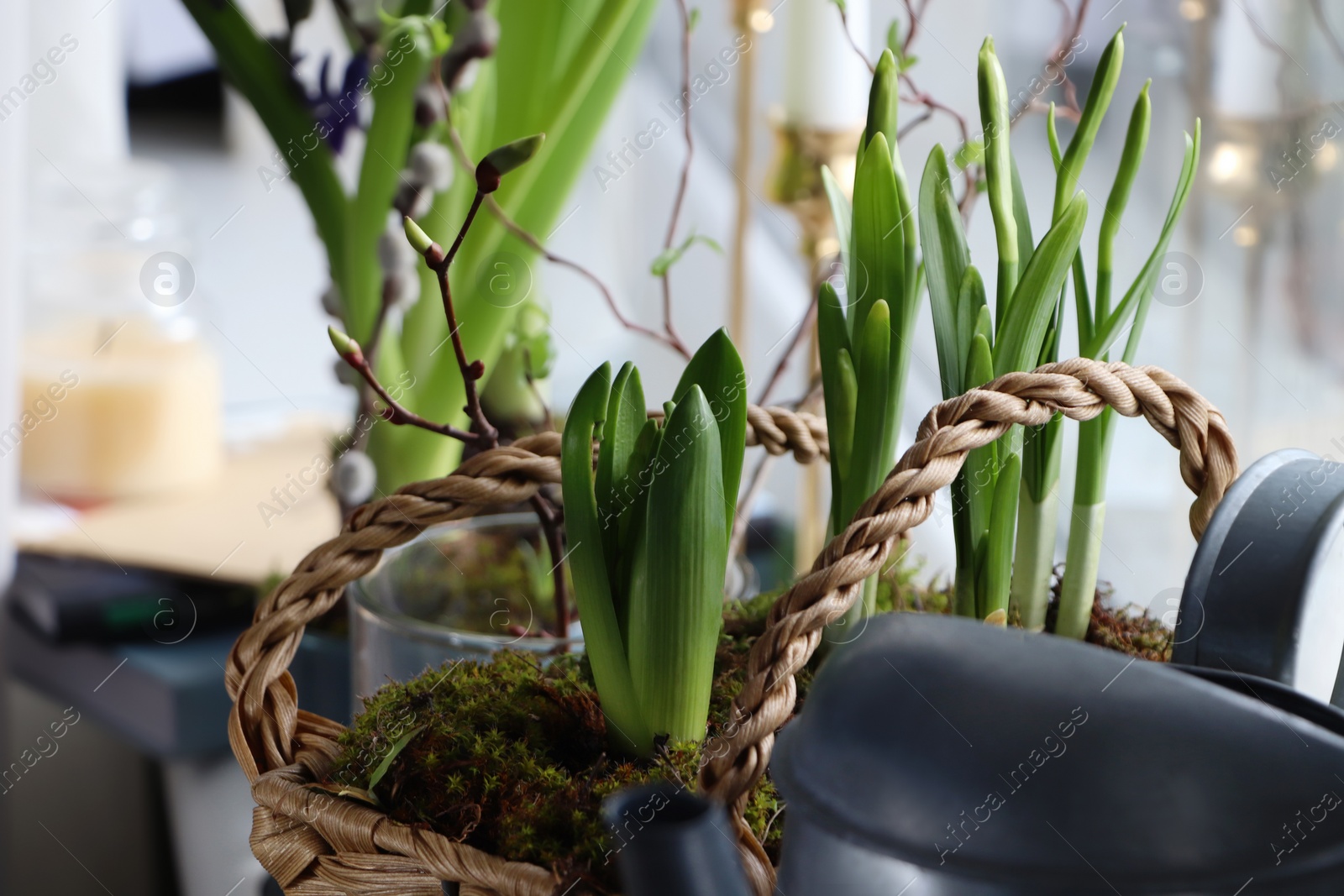 Photo of Spring shoots of Narcissus and Hyacinth planted in wicker basket on window sill, closeup