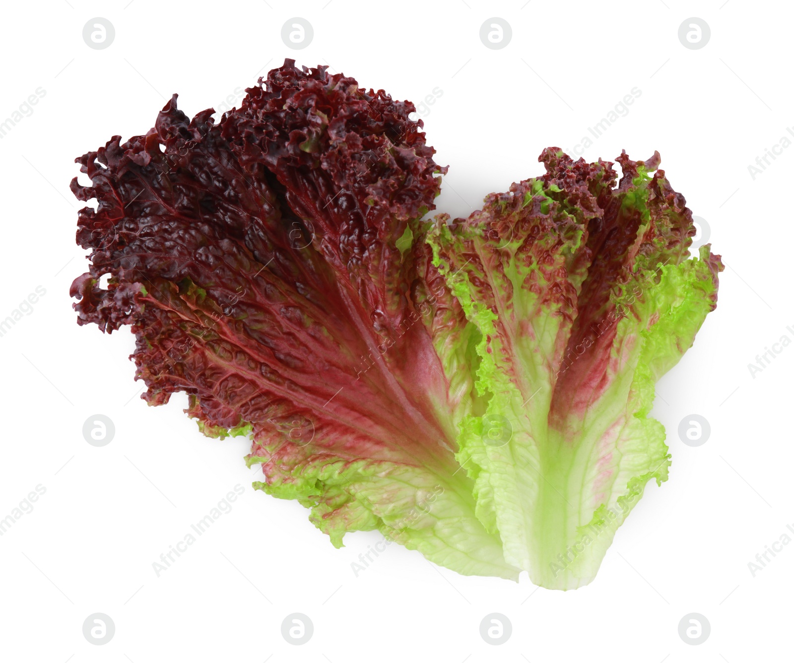 Photo of Leaves of fresh red coral lettuce isolated on white